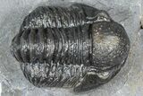 Detailed Gerastos Trilobite Fossil - Morocco #363959-3